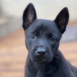 Belgian Malinois and xDutch Shepherds from RGR Malinois