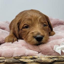 White Female - Apricot female Goldendoodle puppy in Great Falls, Montana from Montana Goldendoodles