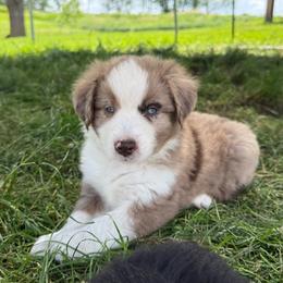 Enzo - Red merle male Miniature Australian Shepherd puppy in Marion, Michigan from Highland Hills Mini Aussies