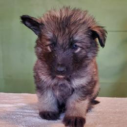 Girl 2 - Gray sable female Shiloh Shepherd puppy in Caneadea, New York from Strauss Haus Shepherds