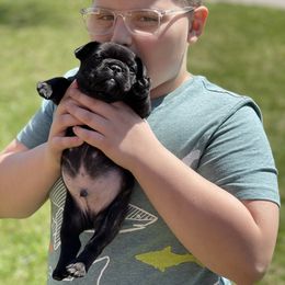 French Bulldog Puppies from Von Bales French Bulldogs