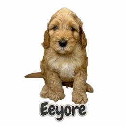 Eeyore - Caramel red male Australian Labradoodle puppy in Upland, California from Kings Labradoodles