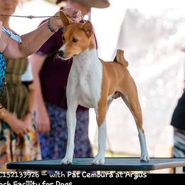 Player - Basenji