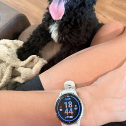 Bernedoodle Puppies from Michelle Green