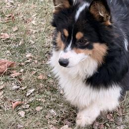 Schumaker's Boon - Black and tan male American Corgi puppy in Heyworth, Illinois from Schumaker Corgis
