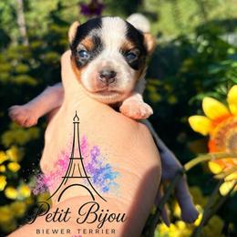 Solo - Black tan and white male Biewer Terrier puppy in Iva, South Carolina from Petit Bijou Biewer Terriers & Russian Salon Dogs