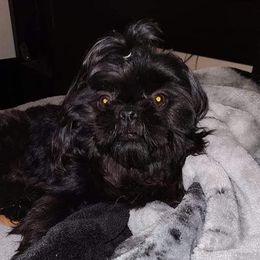 Echo - Shih Tzu