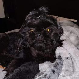 Echo - Shih Tzu