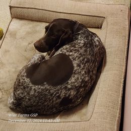 Goober - German Shorthaired Pointer