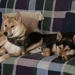 Shiba Inu puppies from My Beloved Shiba LLC