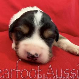 Boy 1 - Black tri-color male Australian Shepherd puppy in Lowell, Indiana from Bearfoot Aussies and Tollers