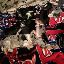 Aussiedoodle and Australian Shepherd Puppies from Annie's Aussies