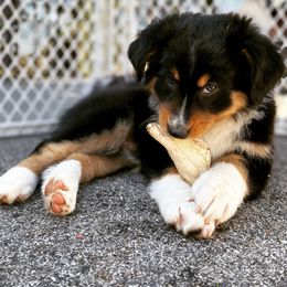 Australian Shepherd Puppies from Clover Bell Farm Australian Shepherds