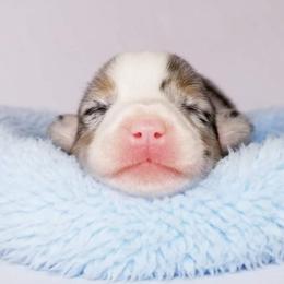American Corgi and Pembroke Welsh Corgi Puppies from Whimsical Treasure Corgis
