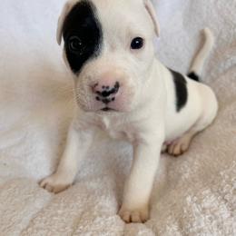Pua - Black male American Pit Bull Terrier puppy in Frederick, Maryland from •Wyngate Pits•