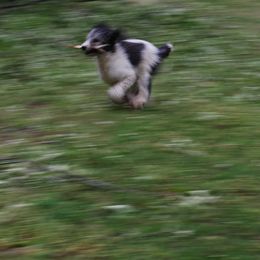 Poodle Puppies from Standard Poodles of Eason Farm