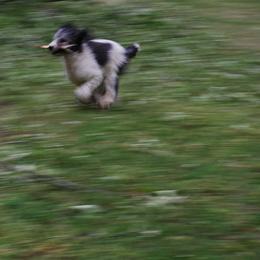 Poodle Puppies from Standard Poodles of Eason Farm