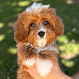 Dot - Red male Cavapoo puppy in Tucson, Arizona from Adored Poodle & Doodles