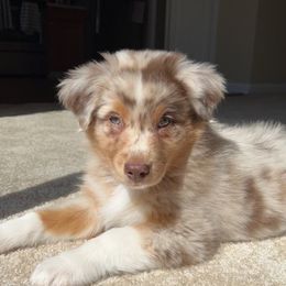 Australian Shepherd Puppies from Burdock Hill Australian Shepherds