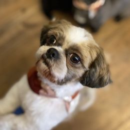 Millie - Shih Tzu