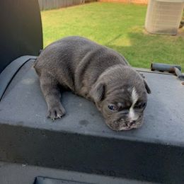 French Bulldog Puppies from Pet frenchies
