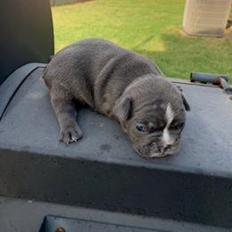 French Bulldog Puppies from Pet frenchies