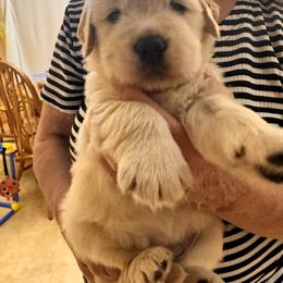 Girl Green - Light golden female Golden Retriever puppy in Chesapeake, Virginia from Goldilocks Golden Retrievers