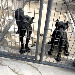 Boy 2 - Black male Cane Corso puppy in Lewisville, Denton County, Texas from Trained To Go Corso Kennels (T.T.G. Corso Kennels)