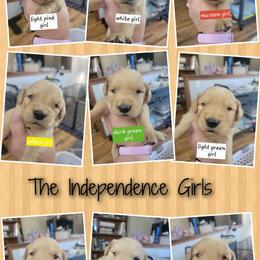 Girl 7 - Golden female Golden Retriever puppy in Lakewood, Washington from Lenhart Goldens