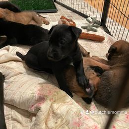 Girl 2 - Belgian Malinois puppy in White Post, Virginia from Mountainside Working Dogs