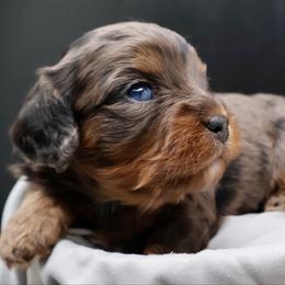 Sleet - Merle male Cavapoo puppy in Cameron, South Carolina from Sassy Sailor & Company