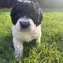 Chungus - Parti male Labradoodle puppy in Liberty Hill, Texas from Martin Family Doodle