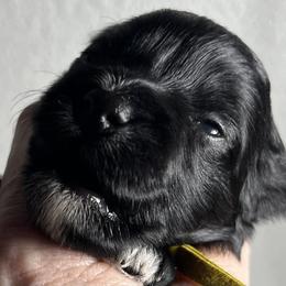 Bella (yellow collar) - Black female Miniature Schnauzer puppy in Port Orchard, Washington from Silver Bells Miniature Schnauzers
