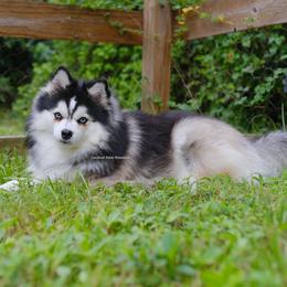 Prince - Pomsky