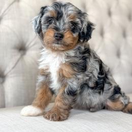 Notebook📒 - Blue merle female Aussiedoodle puppy in Granbury, Texas from Triple Cross Doodles