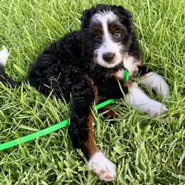 Bernedoodle Puppies from Palmetto Bernedoodles Boutique
