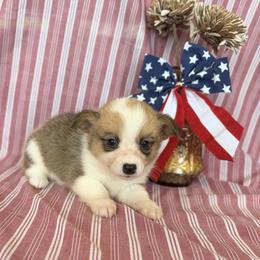 Lady - Fawn female Pembroke Welsh Corgi puppy in Aurora, Missouri from Sweet Peach Puppies