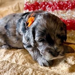 Shiloh- orange girl - Blue merle female Aussiedoodle puppy in Midlothian, Texas from Gray Doodles