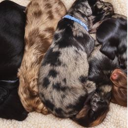 Wilder - Dapple male Dachshund puppy in Cottage Grove, Oregon from Freckled Roots Farm Dachshunds