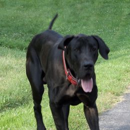 Bo - Great Dane