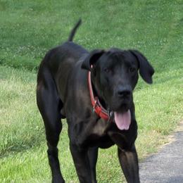 Bo - Great Dane