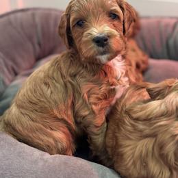 Goldendoodle and Maltipoo Puppies from Jessica's Maltipoo and Goldendoodle