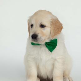 Golden Retriever Puppies from Valley County Goldens