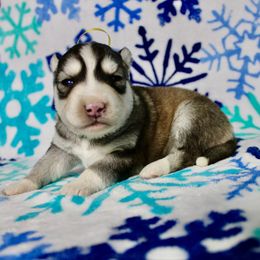 Faith(S2) - Gray and white female Siberian Husky puppy in Lunenburg, Vermont from SNOW WOOLY HUSKY