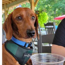 W - Dachshund