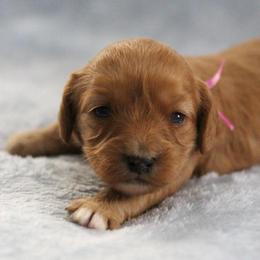Rose - Red female Cavapoo puppy in Springtown, Texas from North Texas Puppies