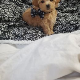 Cavapoo, Maltese, Maltipoo, and Poodle Puppies from Mt.BakerPoodles&Doodles