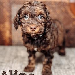 Alice - Chocolate female Australian Labradoodle puppy in Decatur, Alabama from Southern Meadows Doodles