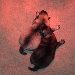 Boy 1 - Black and silver male Keeshond puppy in Fayetteville, Tennessee from Erbekees-Keeshonden