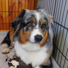 Nellie - Australian Shepherd